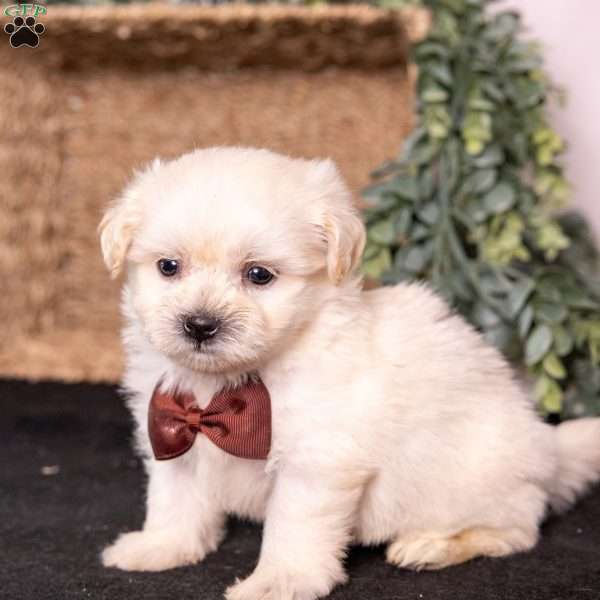 Marlin, Teddy Bear Puppy